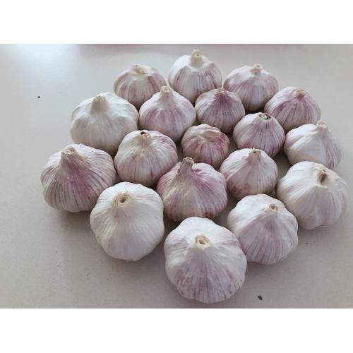 Ajo blanco fresco Ajo morado para la venta de exportación