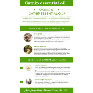 pure natural catnip oil