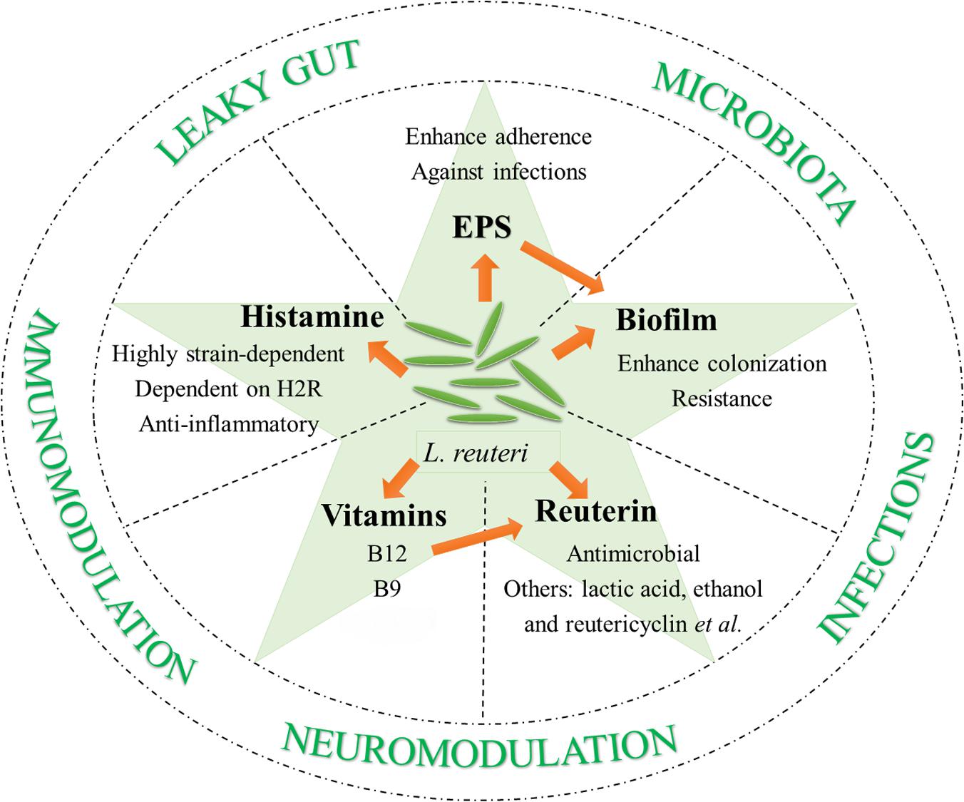 lactobacillus reuteri2