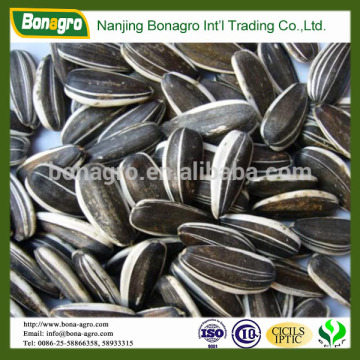 long shape sunflower seeds 5009