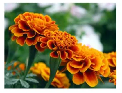 Pure Marigold Extract Zeaxanthin