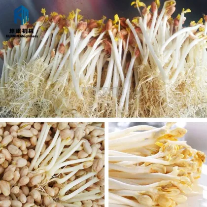 Affordable Commercial Bean Sprout Growing Machine