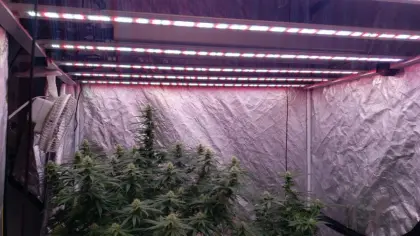 Cannabis Grow Lights Indoor LEDS for Marijuana