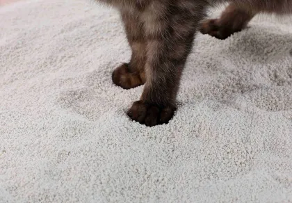 OEM Cassava Cat Litter Cassava Sand