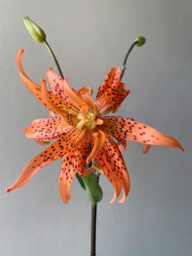 Tigre bébé rose branchue Lily