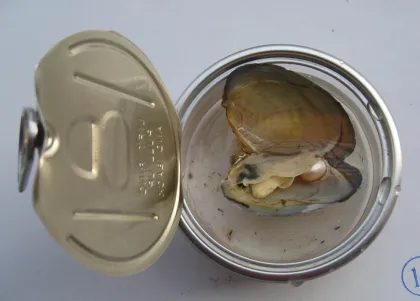 Freshwater Pearl Oyster in the can