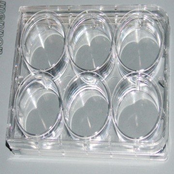 6 Well Culture Plate