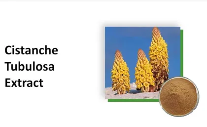 100% Pure natural Cistanche Tubulosa Extract Cistanche