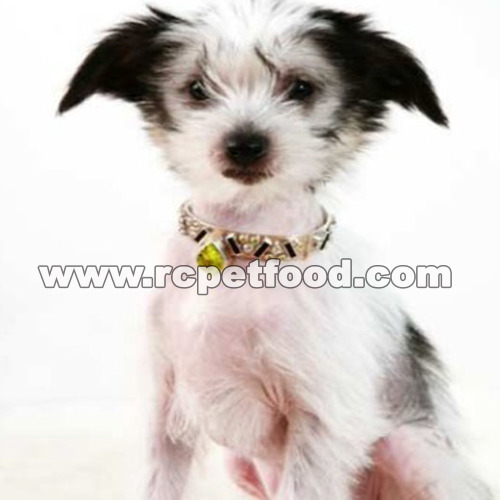 dog lover jewelry gifts