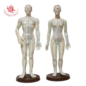 50 cm Akupunkturmodell - männliches menschliches klares Code -Nadel -Praxis -Anatomie -Tool