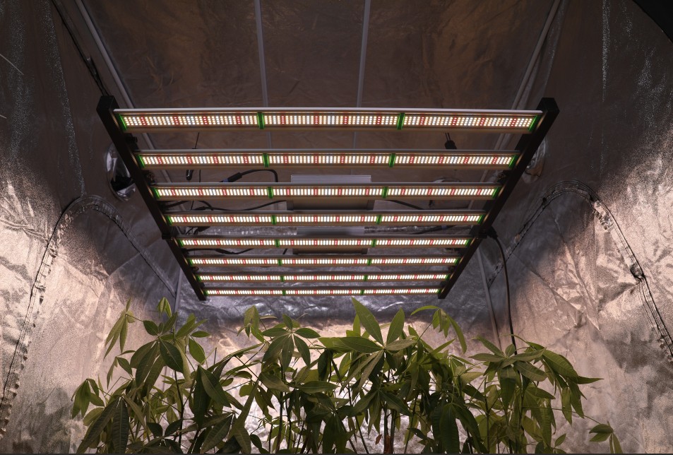 New Arrival Grow Lamp 1000W LED Grow Light