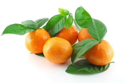 Citrus Fruits Extract Powder