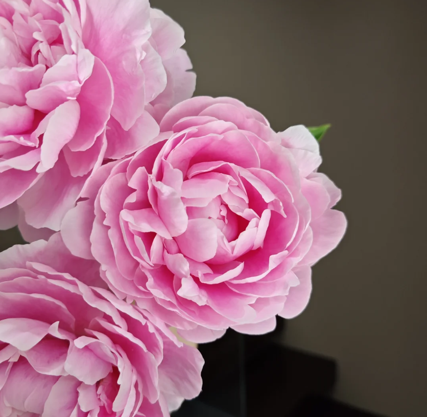 Pink Princess Peony