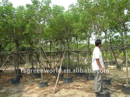 Cassia surattensis cassia glauca trees