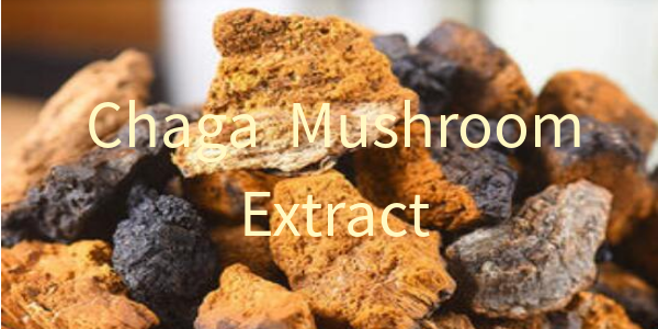 2.Chaga Mushroom Extract