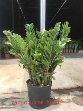 Zamioculcas zamiifolia in lower price