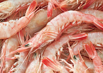 Frozen pink shrimp pud blanched
