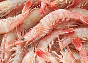 Frozen pink shrimp pud blanched