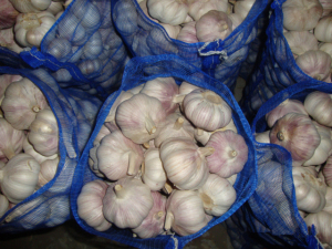 2014 Fresh Normal White Garlic From China