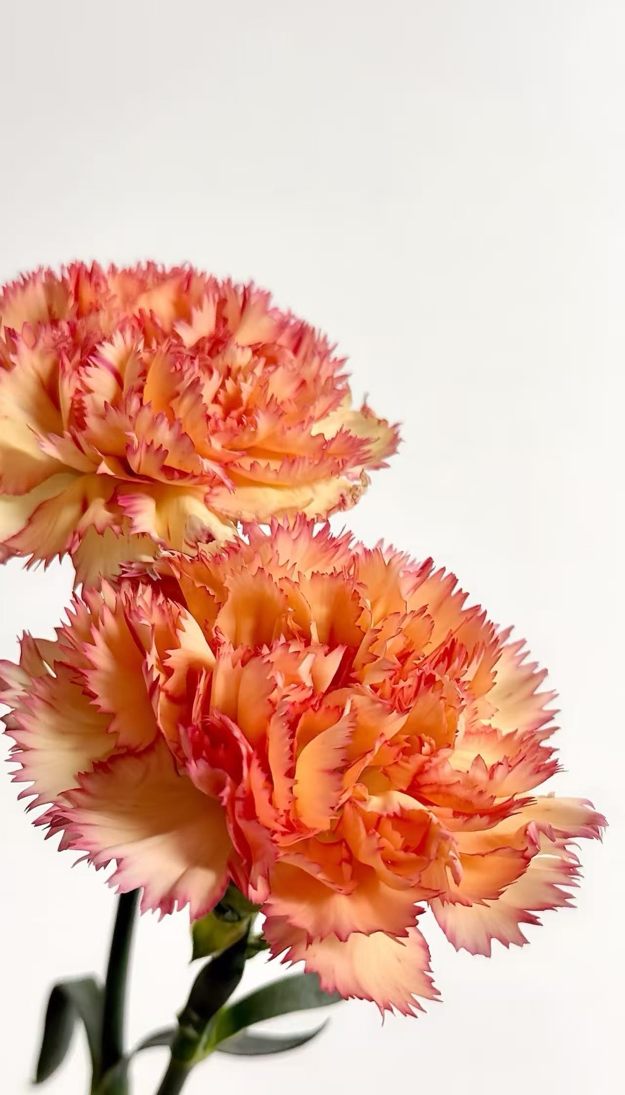 Single-headed　Carnation Carnival３