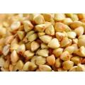 Buckwheat extract factory supply