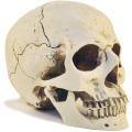 1:1 Resin Skull Head Model