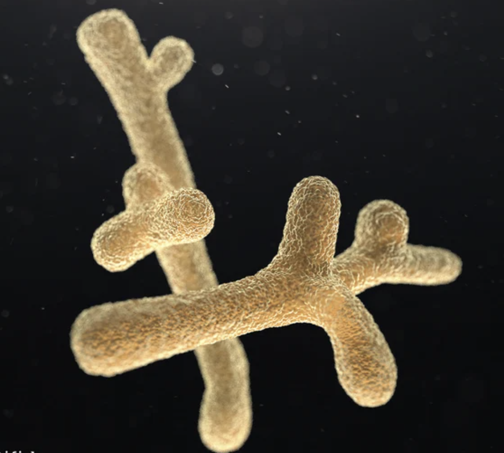 Food Grade Bifidobacterium Longum