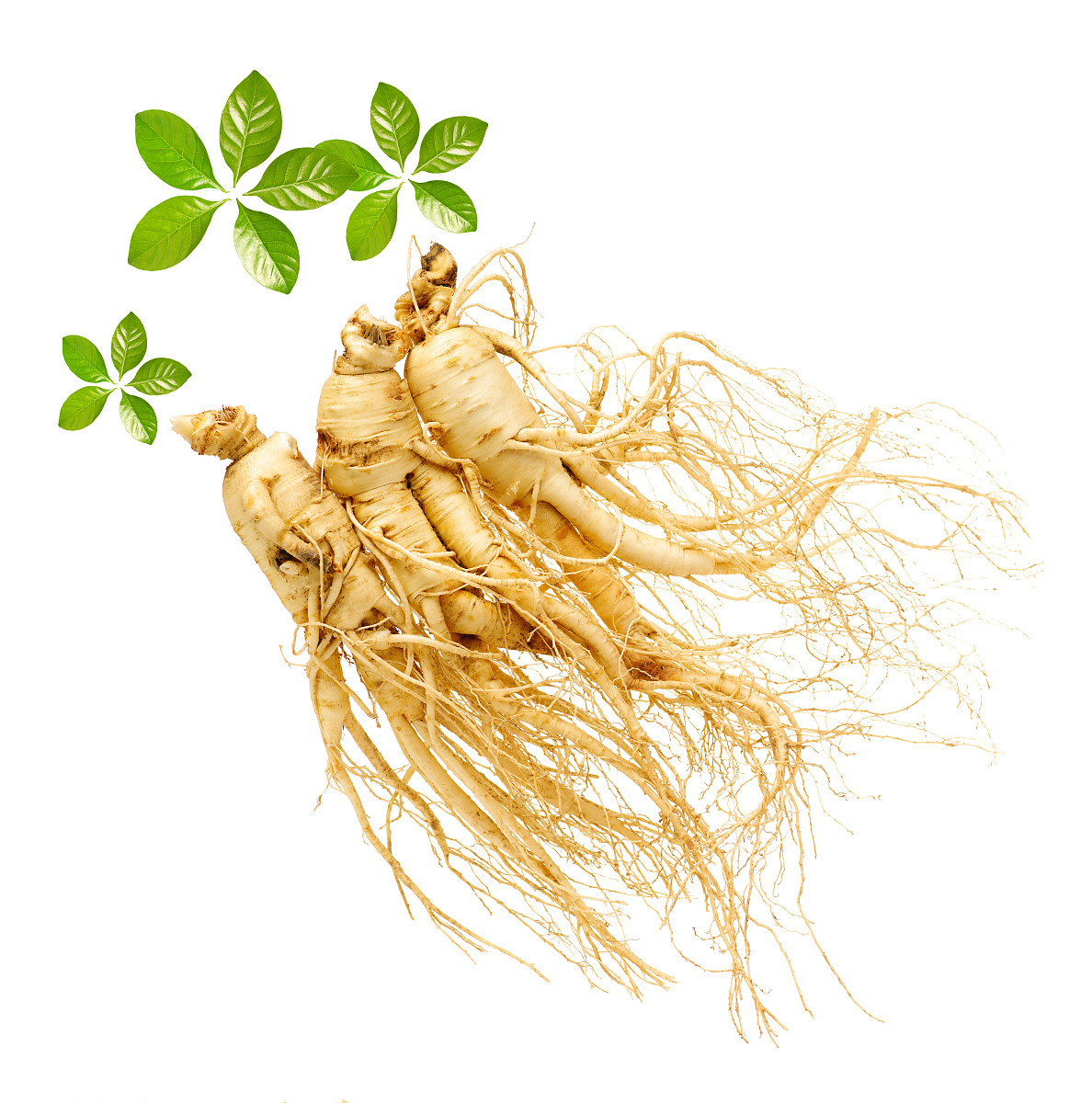 Ginseng
