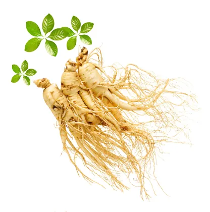 Natural Panax Ginseng Extract