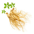Natural Panax Ginseng Extract