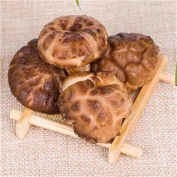Jingshan Jin Basswood Cogumelos