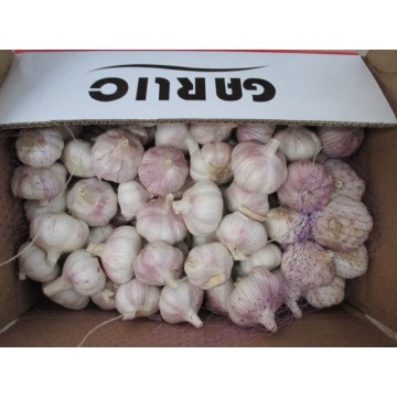 Buy High Quality Normal White Garlic 2020