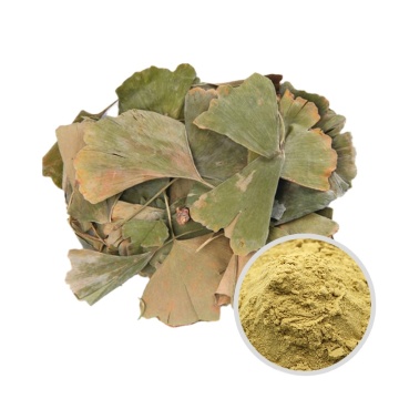 GMP Factory Ginkgo Biloba Extract