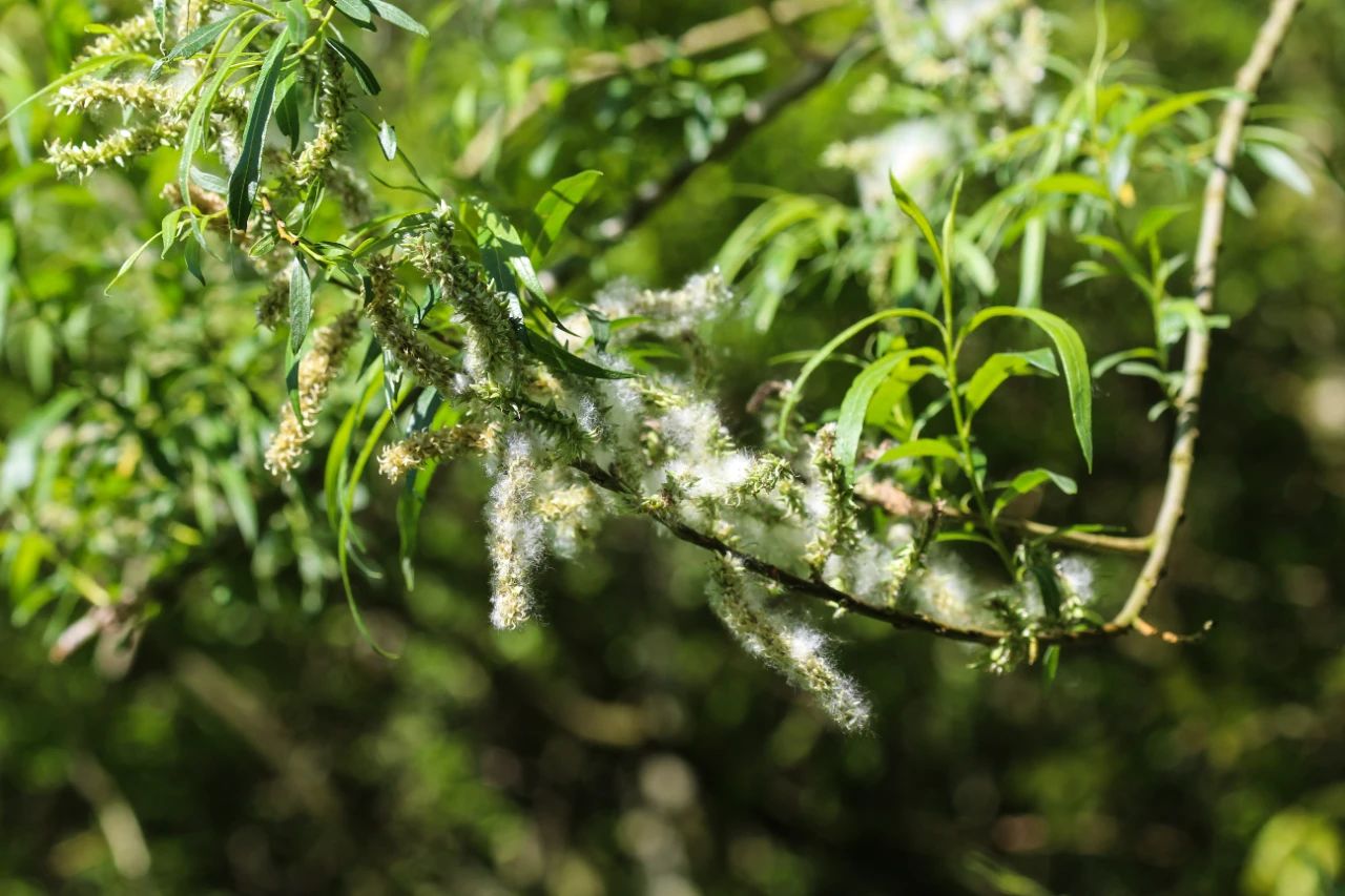 White willow bark