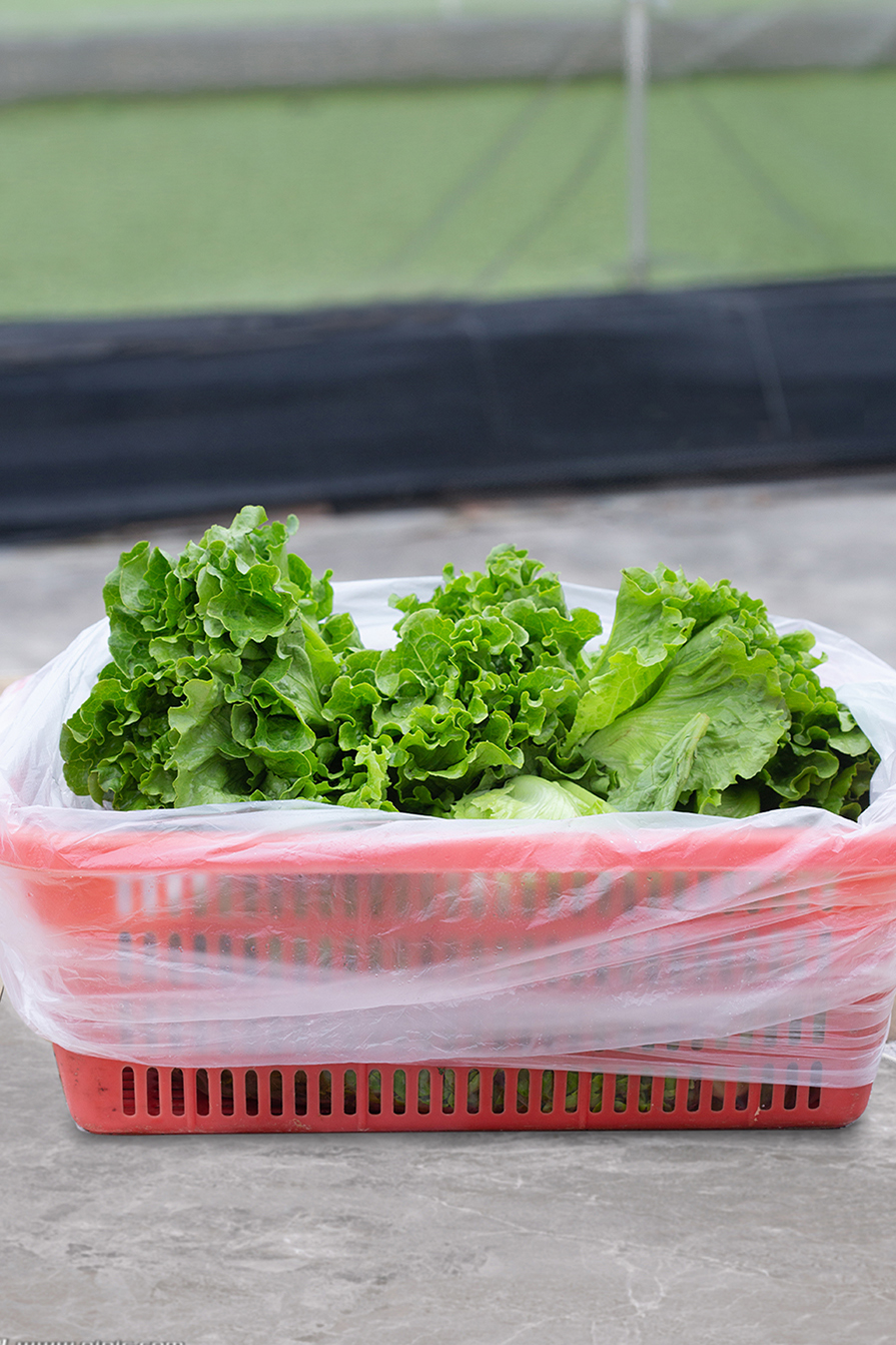 Big Size Supermarket Plastic Food Bag