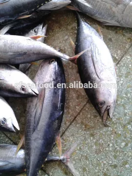 3KG Frozen Yellowfin Tuna