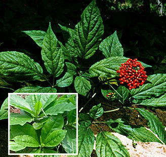 folium ginseng