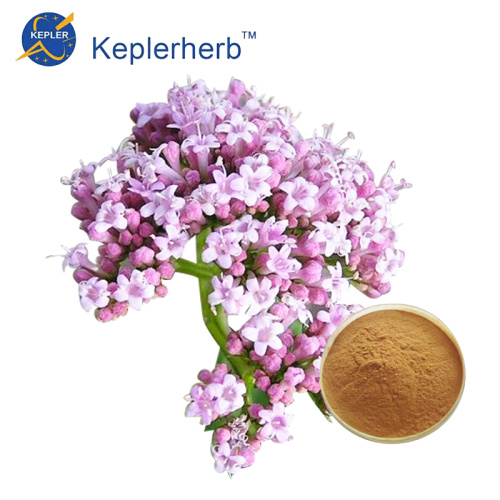 Valerian Extract factory supply