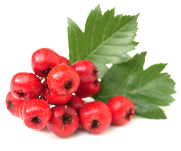 Hawthorn Berry 