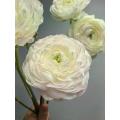 বিবাহের তোড়া জন্য তাজা কাটা সাদা Ranunculus ফুল