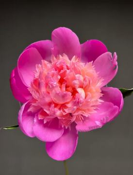 Zu Diaochan pink Peony