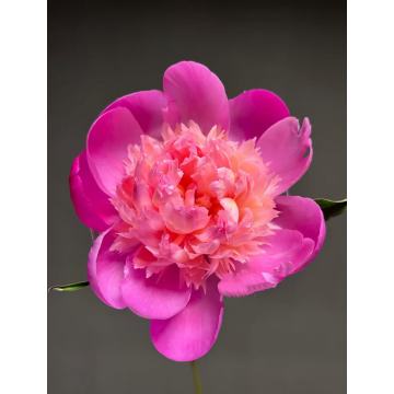 زو Diaochan الفاوانيا الوردي