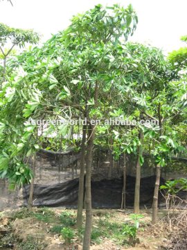 alstonia siamea