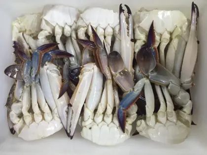 Premium Frozen Sand Crab for Gourmet Delight