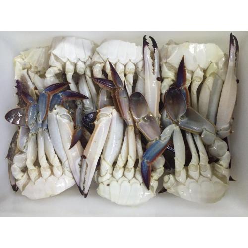 Frozen half cut blue swimming crab Portunus trituberculatus