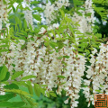 Extracto de Sophora japonica de alta pureza 98% Genistein
