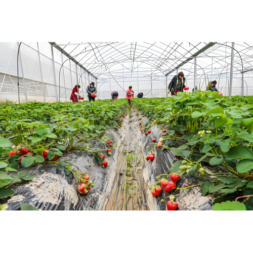 Premium Organic Soil Conditioner for Healthier Crops