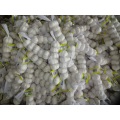 Hot Sale Pure White Garlic 2020