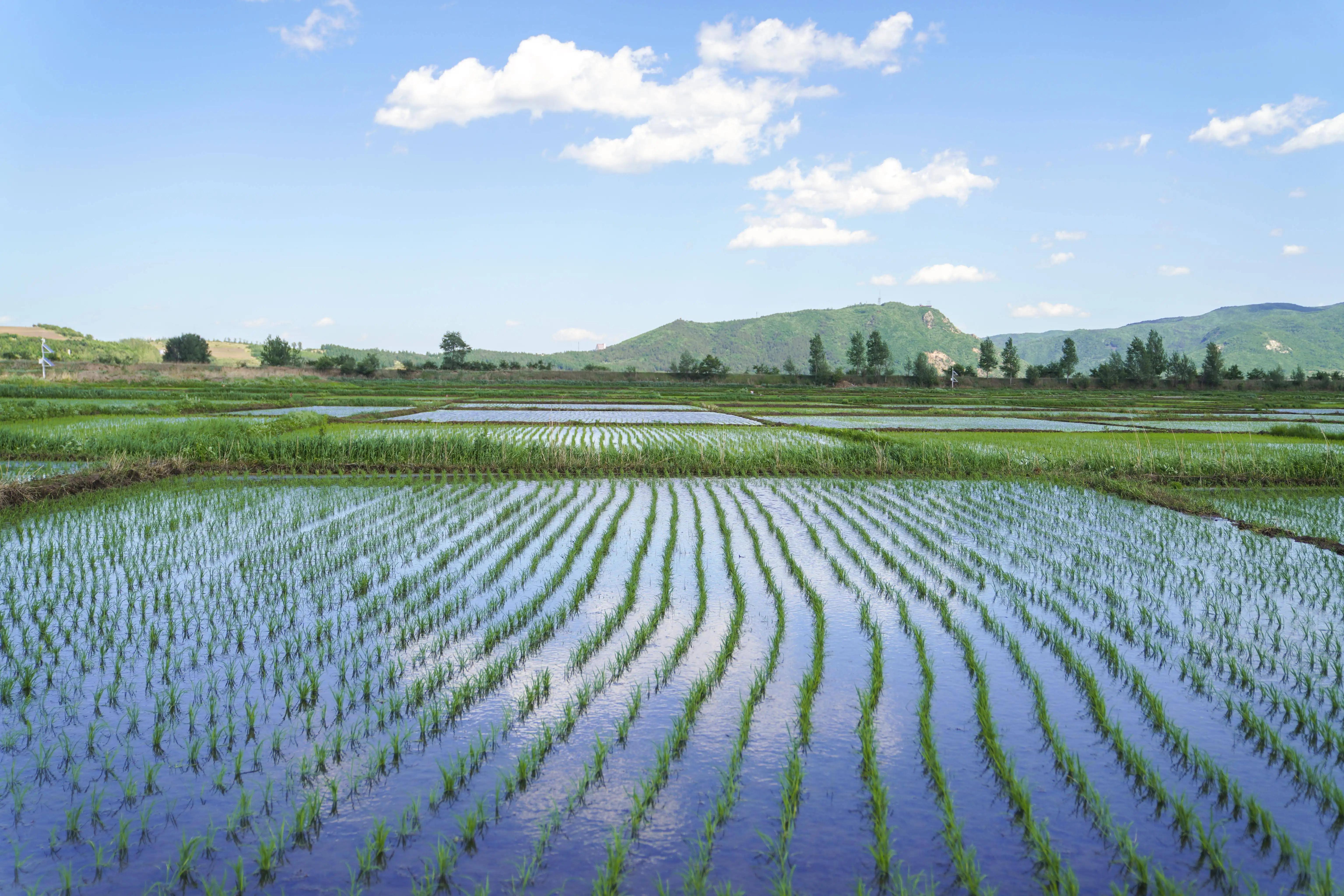 rice transplanting rice transplanting
