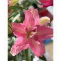 كان يان يدير Double Oriental Lily